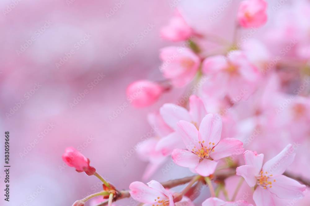 Obraz premium 桜