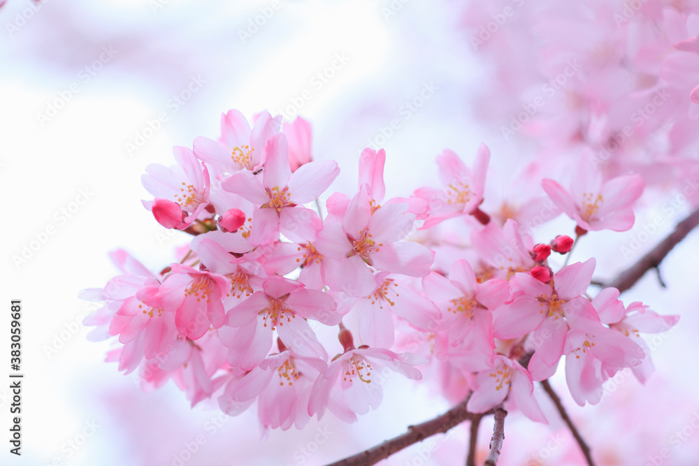 桜