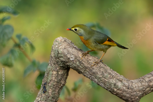 Red-billed Leiothrix perched on a tree branch