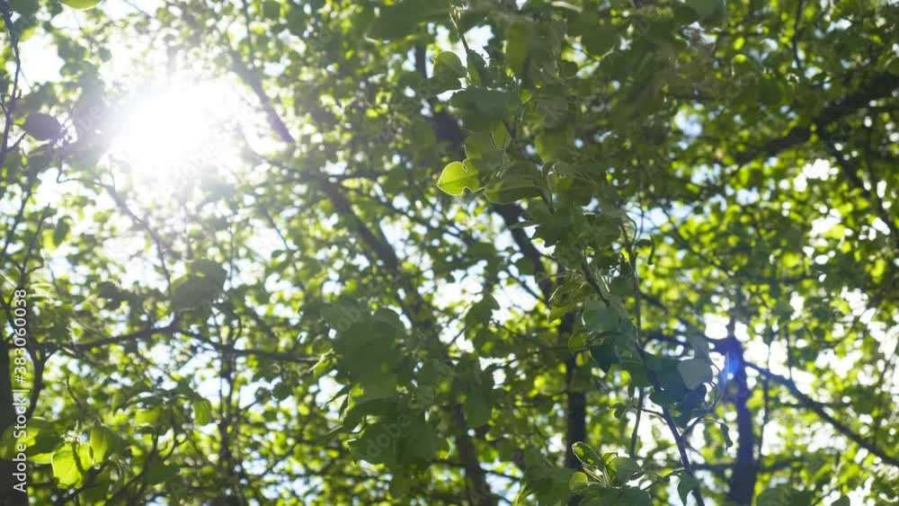 Glowing sunlight through the canopy of tree leaves Glowing sunlight through the canopy of tree leaves