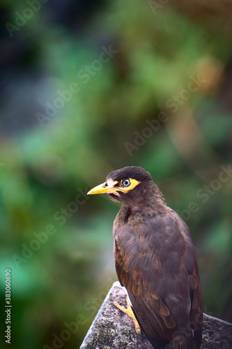 Indian common myna acridotheres tristis  resting on the roof edge