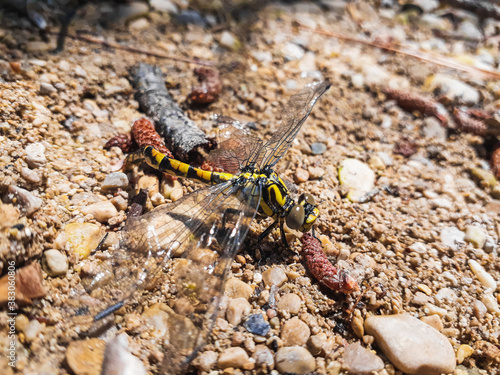 Atrigrated dragonfly -Gomphus simillimus- perched on the bank of a stream in a Mediterranean area.