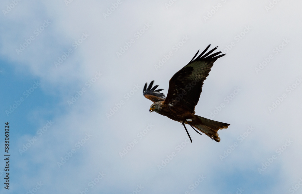 Obraz premium Castle Landskron