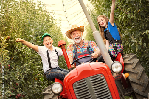 Grandfather drives his grandchildren on a tractor through his orchard © Cherries
