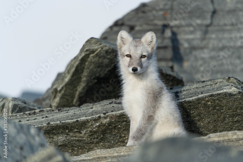Fényképezés Artic Fox
