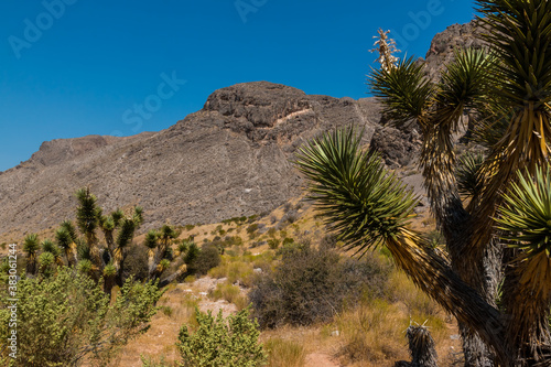 Yucca Trees and The Woodbury Crags Climbing Site, Beaver Dam National Conservation Area, Utah, USA