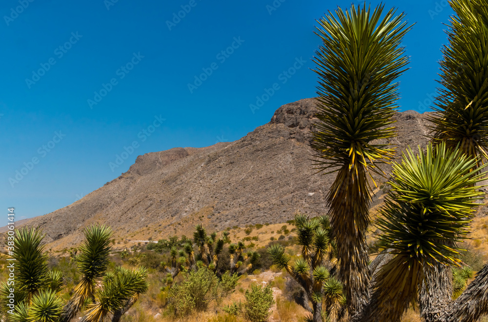 Yucca Trees and The Woodbury Crags Climbing Site, Beaver Dam National Conservation Area, Utah, USA Yucca Trees and The Woodbury Crags Climbing Site, Beaver Dam National Conservation Area, Utah, USA