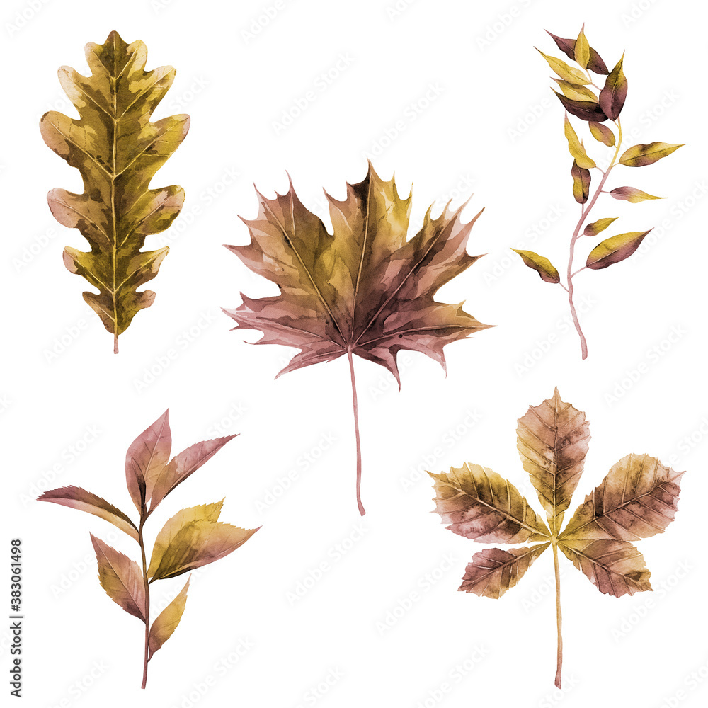 Dried autumn leaves collection. Oak, maple and chestnut leaves. Watercolour Illustration isolated on white background.