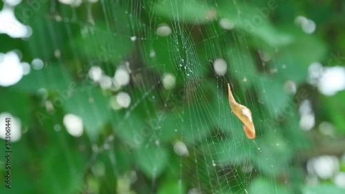 Big spider web among plants