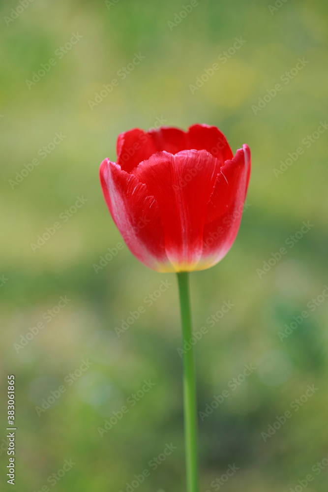 Obraz premium チューリップ