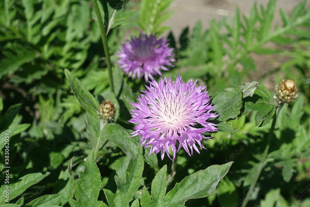 Two pink flowers and buds of Centaurea dealbata in mid May Two pink flowers and buds of Centaurea dealbata in mid May