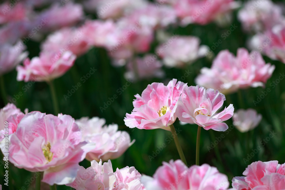 ピンク色の花 ピンク色の花