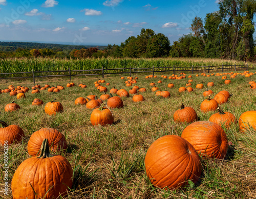 pumpkin patch in autumn