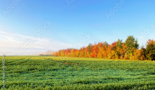 A row of trees in different colors.It's fall. Photo taken in the Quebec countryside. The field is a beautiful green and the forest is very beautiful. It is morning and the mist was dissipating.