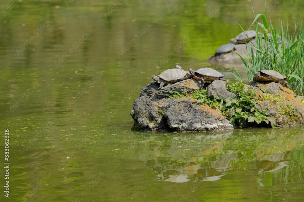 Fototapeta premium 亀