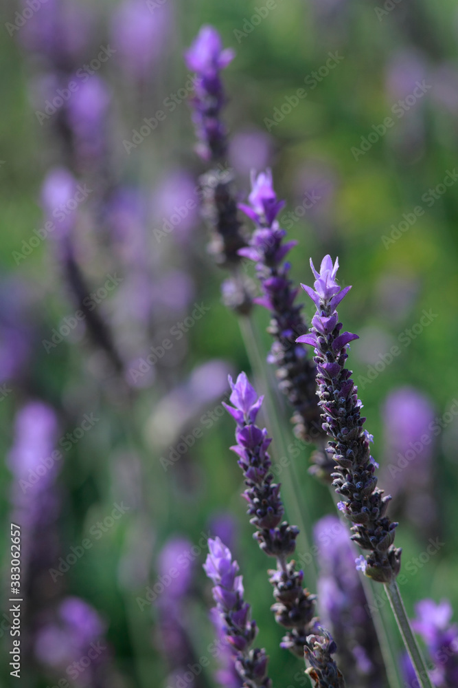 Obraz premium ラベンダー