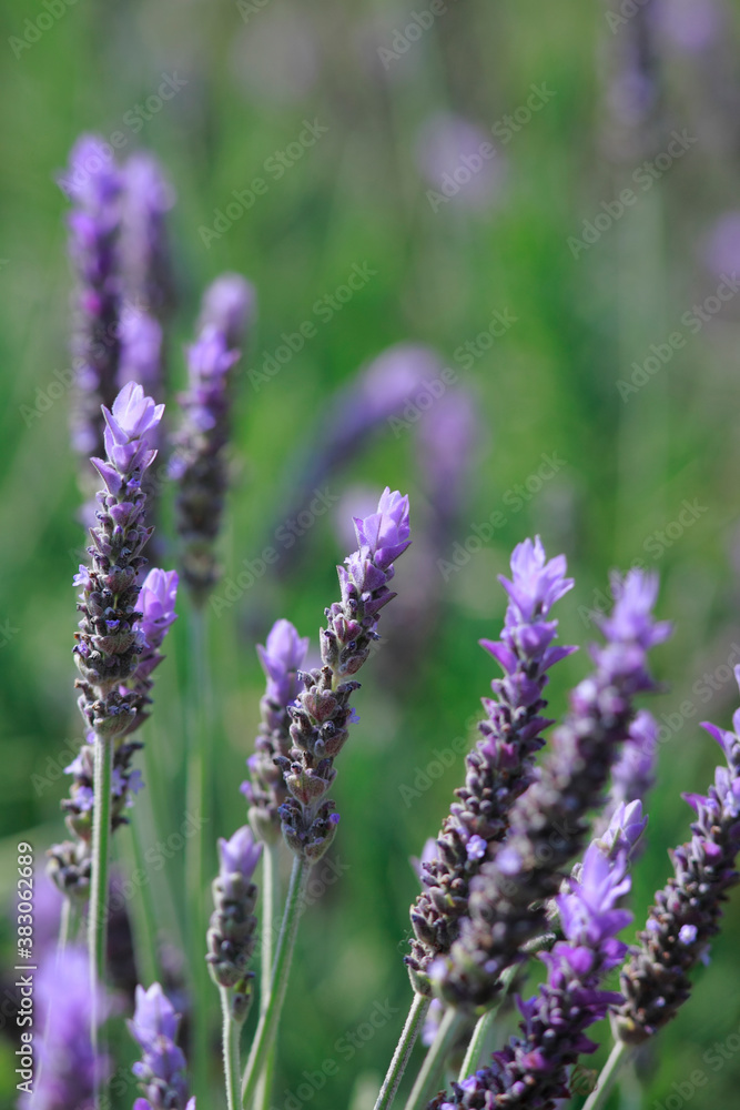 Obraz premium ラベンダー
