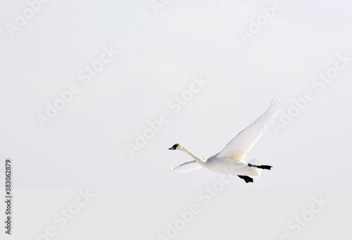 Εκτύπωση καμβά single Trumpeter Swan Cygnus buccinator native North American waterbird  flying