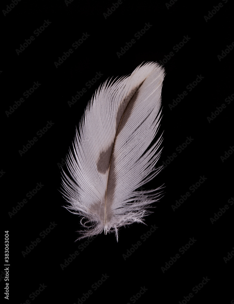 beautiful Falcon (Falco tinnunculus)  feathers close up on a black background 