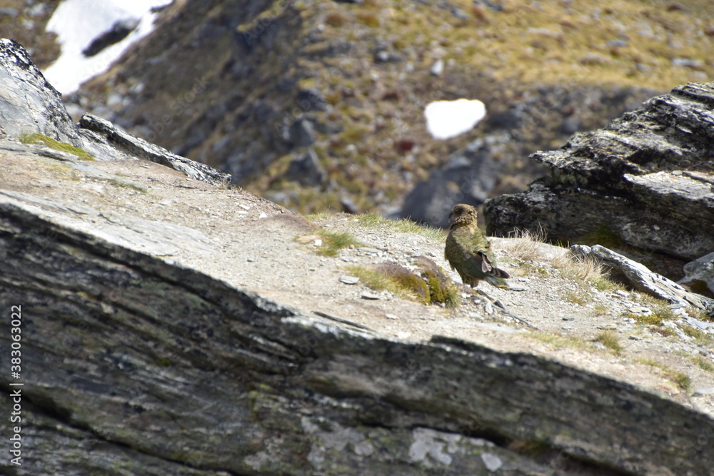 Mountain Bird, Kea in Queenstown, New Zealand Mountain Bird, Kea in Queenstown, New Zealand