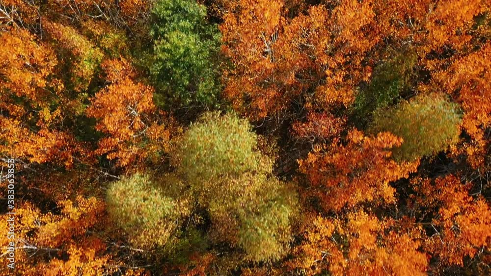 Low flight of the quadcopter over the tops of colorful trees in the autumn forest during leaf fall on a bright Sunny day Low flight of the quadcopter over the tops of colorful trees in the autumn forest during leaf fall on a bright Sunny day
