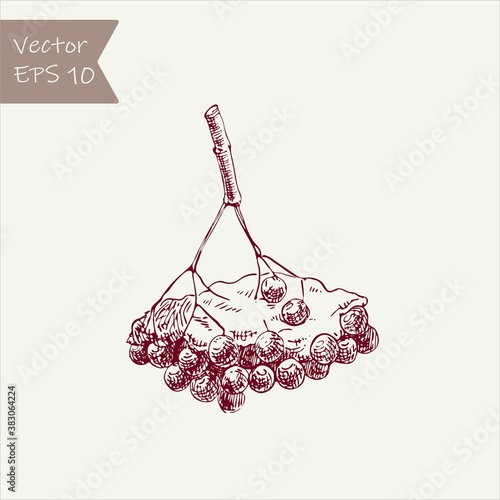 Detailed and precise ink drawing of rowanberry. hand drawn in rustic design, classic drawing element Vector.