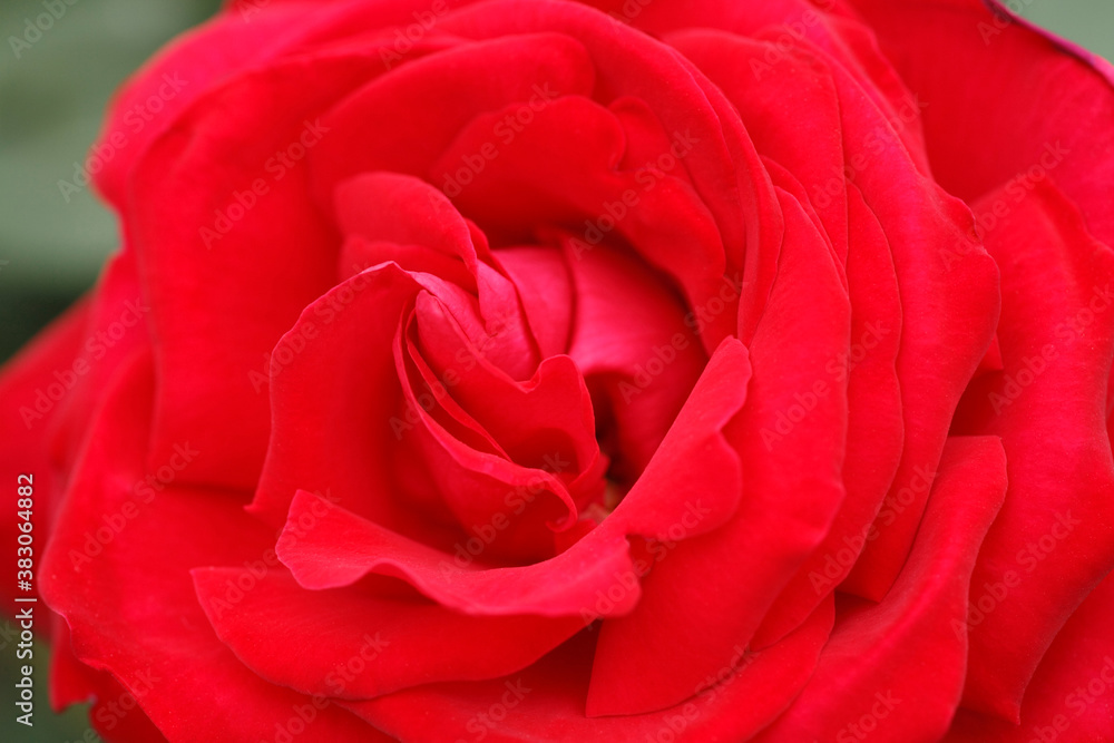 custom made wallpaper toronto digitalバラ