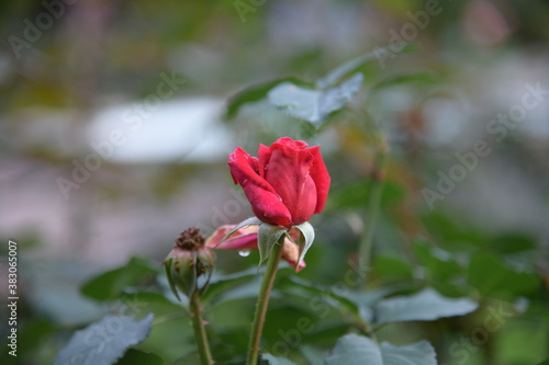 Wallpaper Mural rosa Rosen im Rosengarten und Regentropfen auf den Rosen Torontodigital.ca