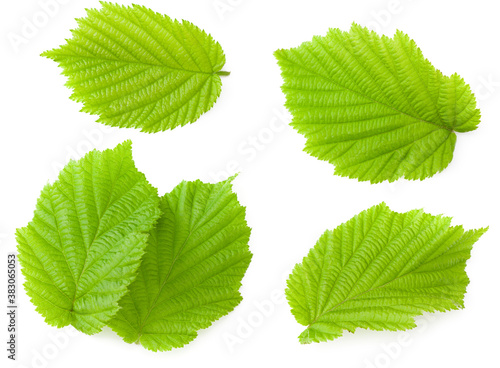 hazelnut leaves isolated on white background. top view