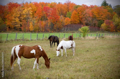Beautiful Horses in a Field with Autumn Trees in the Background