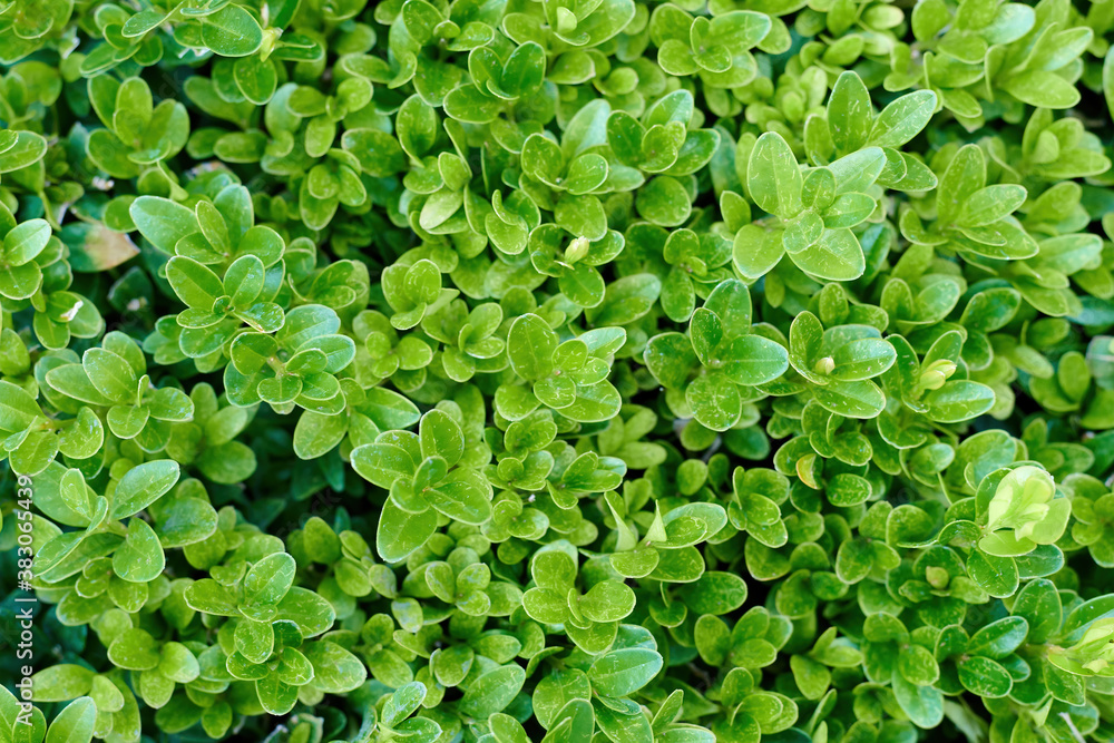 Obraz premium Green foliage background and texture.