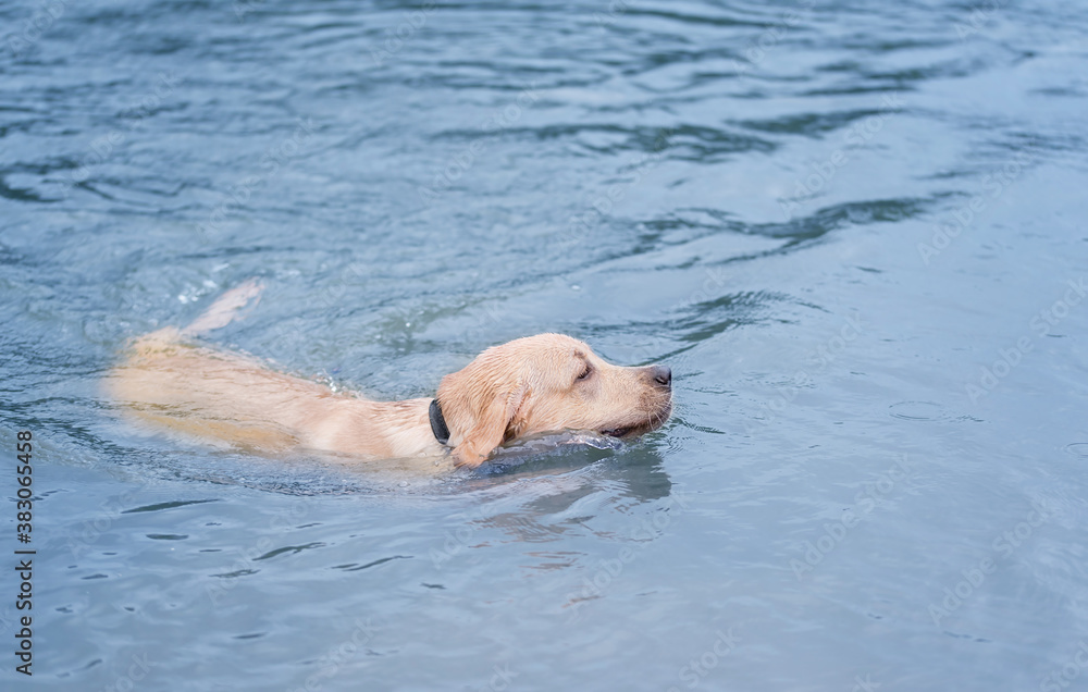 Yellow Labrador dog swimming in the water
