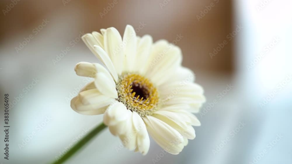 white flower close-up on blurred background white flower close-up on blurred background