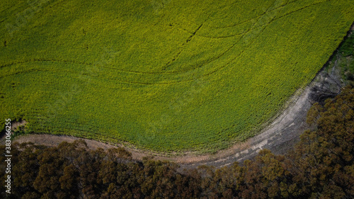 Canola Fields in York Western Australia