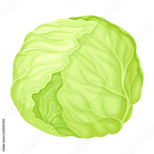 Cultivated Cabbage or Headed Cabbage as Raw Salad Ingredient Vector Illustration