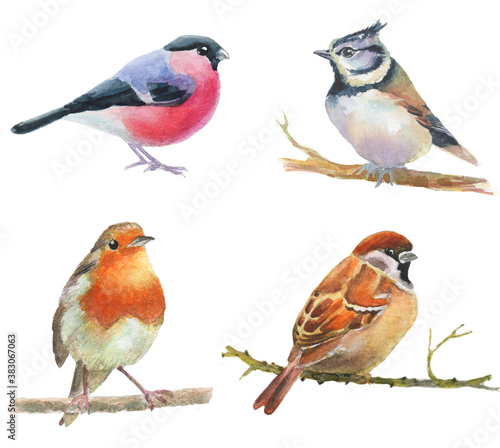 set of watercolor drawing birds, robin, bullfinch, titmouse, sparrow at white background, hand drawn 