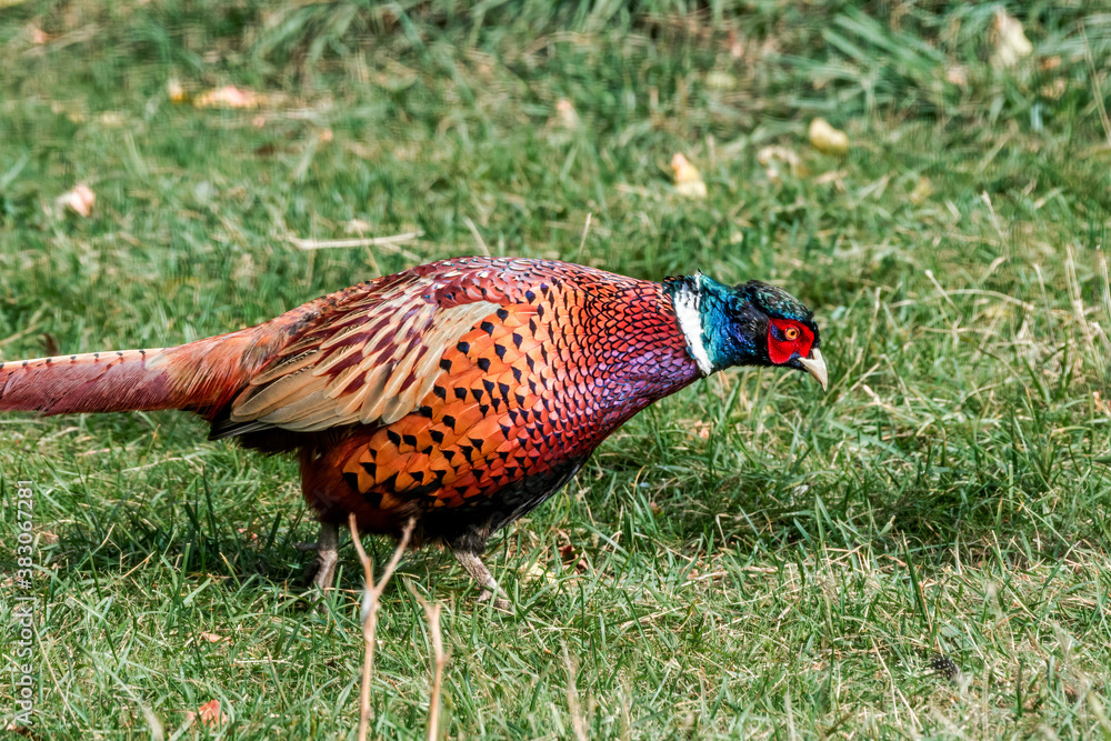 Fototapeta premium Common Pheasant (Phasianus colchicus) in park