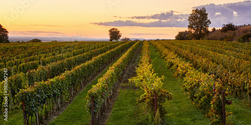 Rows of vineyards at dusk  autumn sunset
