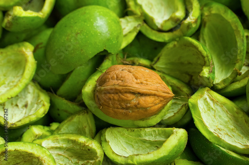 walnut in a green shell close-up. background with green walnut shells and walnuts.
