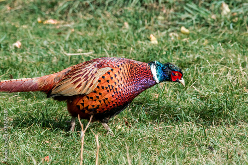 Wallpaper Mural Common Pheasant (Phasianus colchicus) in park Torontodigital.ca