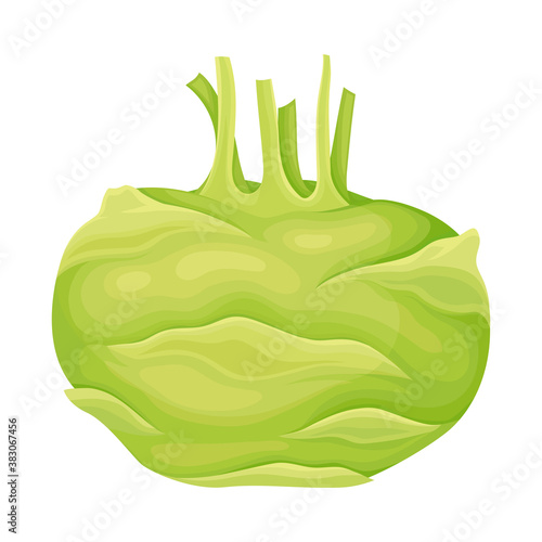 Kale Turnip Ripe Vegetable as Organic Food Vector Illustration
