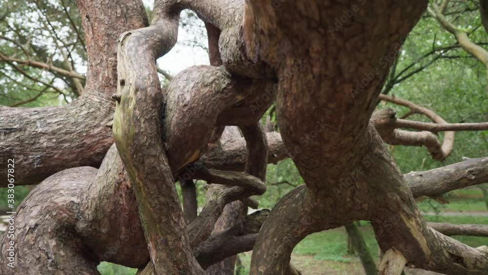 serpentine tree in the forrest. closeup