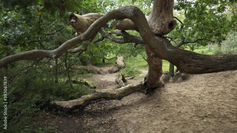 walk underneath some trees. gimbal walk by walk underneath some trees. gimbal walk by
