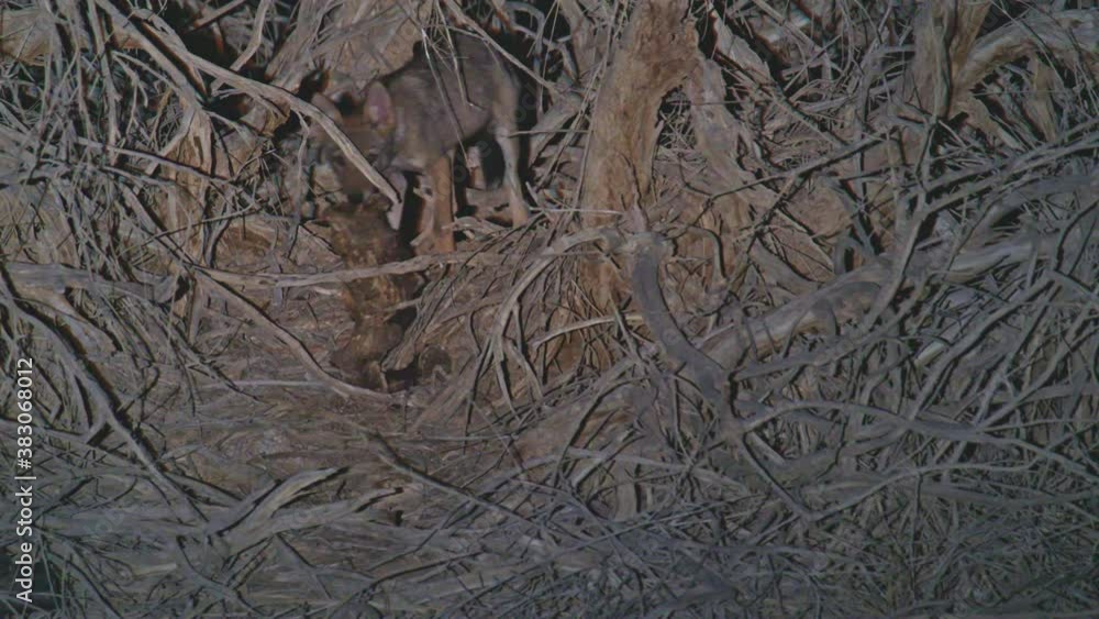 A wolf cub eats the skin of a carcass among the bushes in the desert A wolf cub eats the skin of a carcass among the bushes in the desert