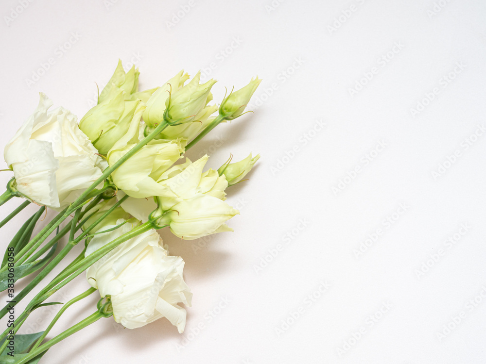 White Lisianthus on a light background, eustoma of a delicate color. White Lisianthus on a light background, eustoma of a delicate color.