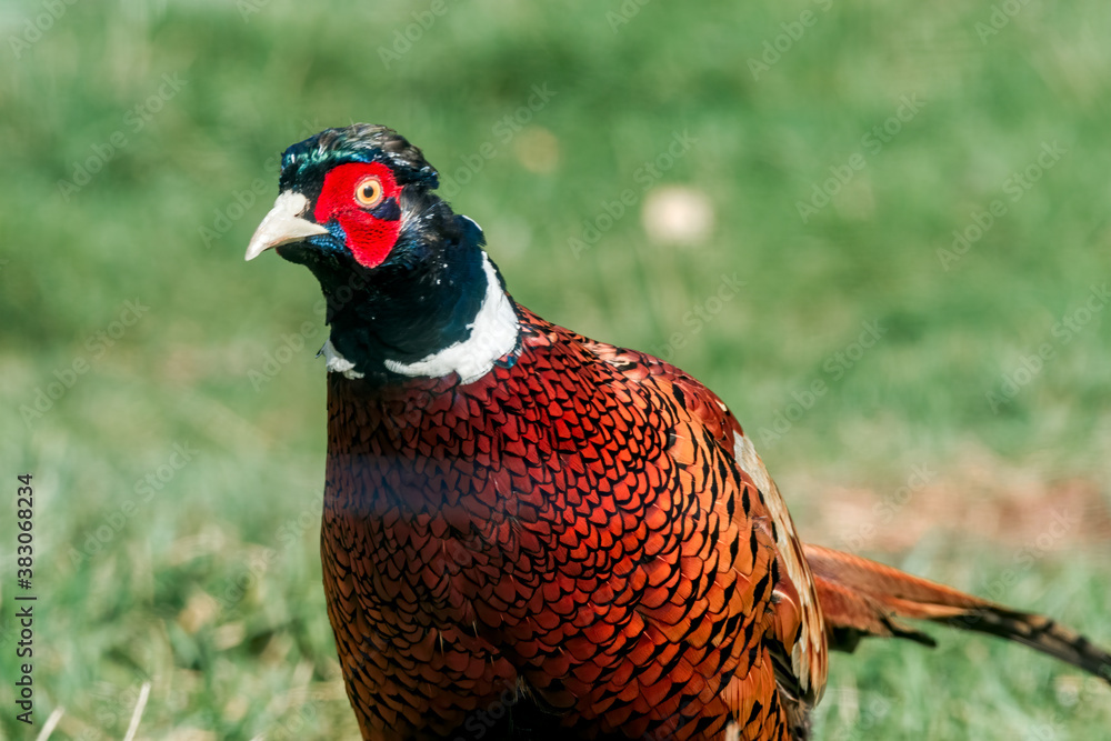 Fototapeta premium Common Pheasant (Phasianus colchicus) in park