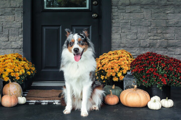 Beautiful happy juvenile male Blue Merle Australian Shepherd dog sitting on a front porch decorated with mums and pumpkins for Thanksgiving Day.