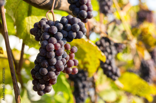 Natural background where focus is soft. Macro shot. Autumn harvest. Grapes.