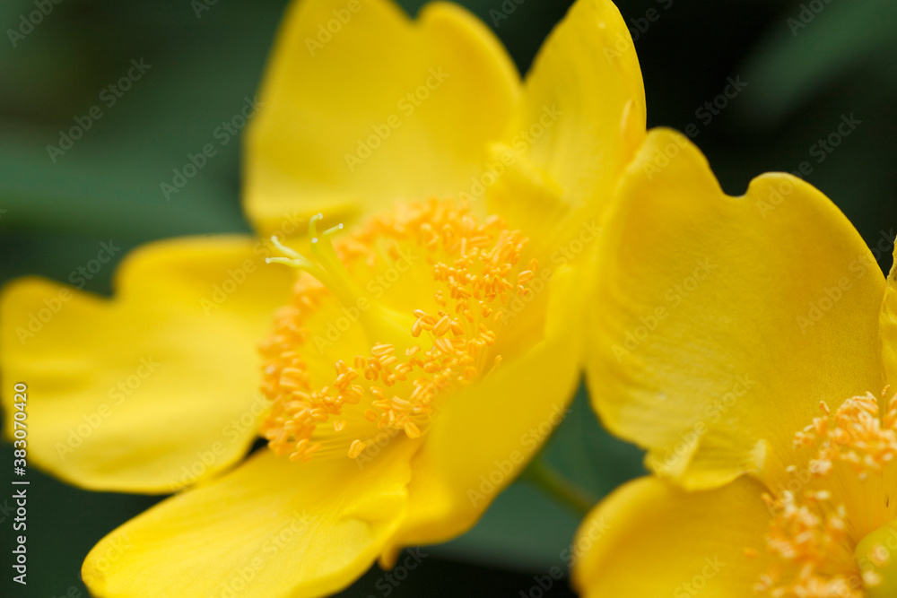 黄色い花 黄色い花