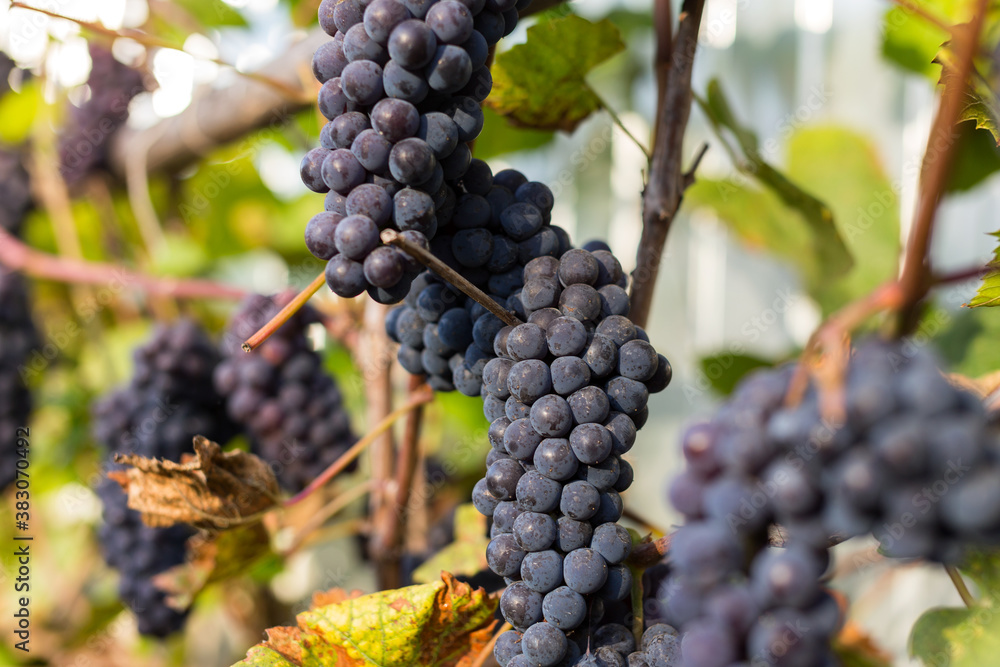 Natural background where focus is soft. Macro shot. Autumn harvest. Grapes. Natural background where focus is soft. Macro shot. Autumn harvest. Grapes.